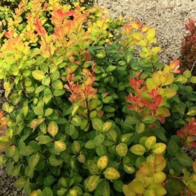 Барбарис тунберга Лимончелло Барбарис тунберга Лимончелло - Dolina-Sad.Ru