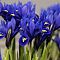 Ирис Гармония фото
