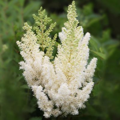 Астильба Даймондз энд Перлз Астильба Даймондз энд Перлз - Dolina-Sad.Ru