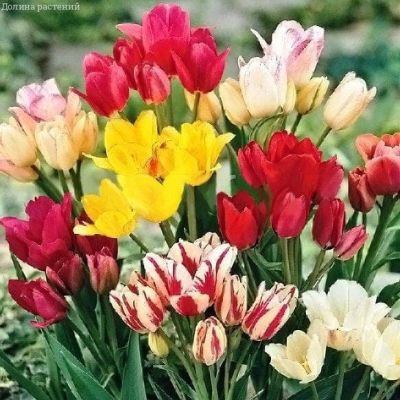 Тюльпан Клаб Микс фото