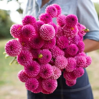 Георгина Ван дер Хейден - Dolina-Sad.Ru