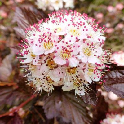 Пузыреплодник калинолистный Андре, С3 Пузыреплодник калинолистный Андре, С3 - Dolina-Sad.Ru