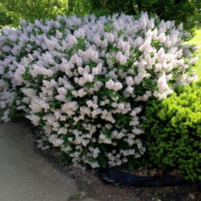 Сирень раскидистая Мисс Ким Сирень раскидистая Мисс Ким фото