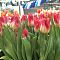 Тюльпан Матч Тюльпан Матч - Dolina-Sad.Ru