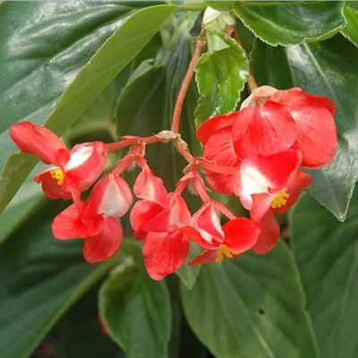 Бегония Драгон Винг Бегония Драгон Винг - Dolina-Sad.Ru