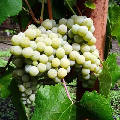 Виноград Вардува Виноград Вардува фото