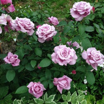 Роза Шарль де Голль Роза Шарль де Голль фото