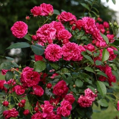 Роза Эльмшорн Роза Эльмшорн фото