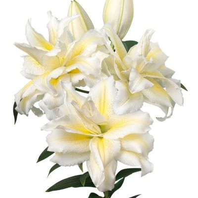 Лилия Роузлили Ирвана - Dolina-Sad.Ru