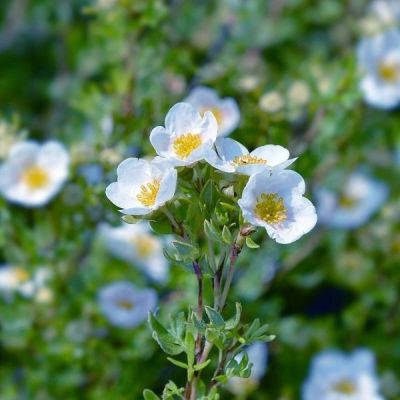 Лапчатка кустарниковая Манчу Лапчатка кустарниковая Манчу - Dolina-Sad.Ru