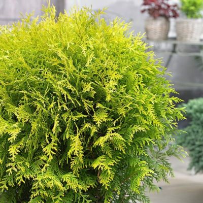 Туя западная Глобоза Ауреа, С2 - Dolina-Sad.Ru