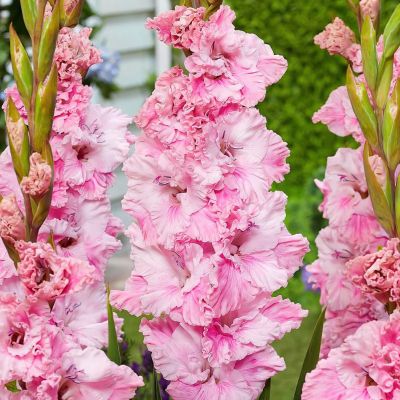 Гладиолус Софт Инносенс Гладиолус Софт Инносенс - Dolina-Sad.Ru