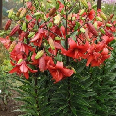 Лилия Перл Лорэйн Лилия Перл Лорэйн - Dolina-Sad.Ru