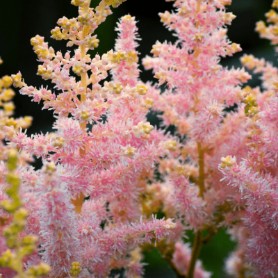 Астильба Арендса Каролина Астильба Арендса Каролина фото