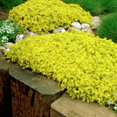 Седум едкий фото