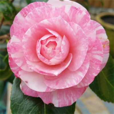 Камелия японская Вильям Бартлетт Камелия японская Вильям Бартлетт - Dolina-Sad.Ru