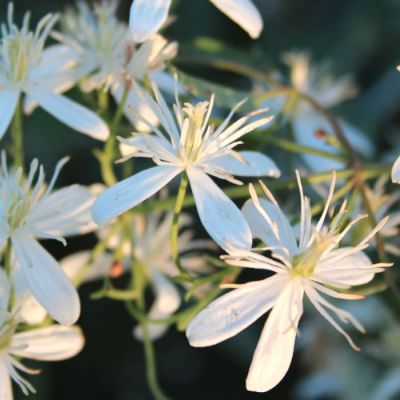 Клематис Стеллар Клематис Стеллар - Dolina-Sad.Ru