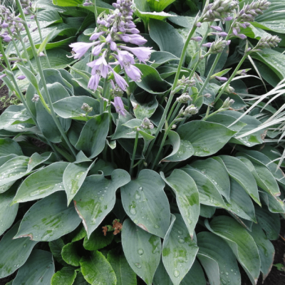 Хоста Пасифик Блю Эджер Хоста Пасифик Блю Эджер фото