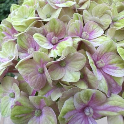 Гортензия крупнолистная Мэджикал Сноутайм Гортензия крупнолистная Мэджикал Сноутайм фото