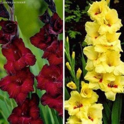 Гладиолус Платини+ Гладиолус Песара Гладиолус Платини+ Гладиолус Песара фото