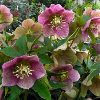 Морозник Монтсегур - Dolina-Sad.Ru