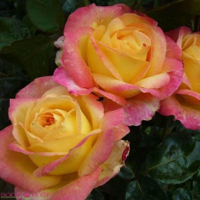 Роза Пулман Роза Пулман фото