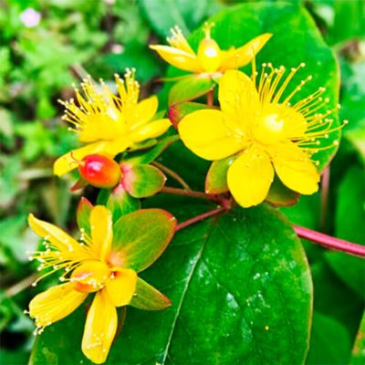 Зверобой Даммера Петер Даммер - Dolina-Sad.Ru