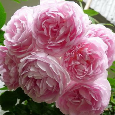 Роза Жасмина Роза Жасмина фото