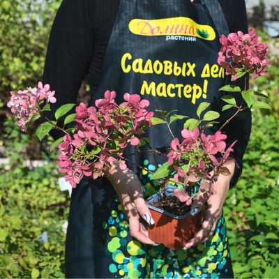Гортензия метельчатая Петит Стар Гортензия метельчатая Петит Стар - Dolina-Sad.Ru