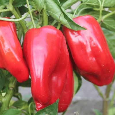 Перец сладкий Виктория (А) Перец сладкий Виктория (А) фото