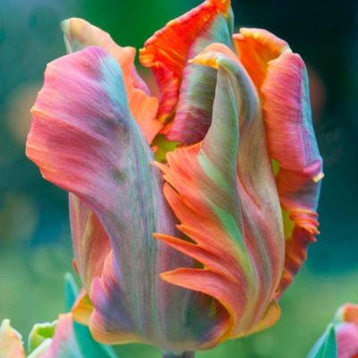 Тюльпан Блюмекс Фаворит Тюльпан Блюмекс Фаворит фото