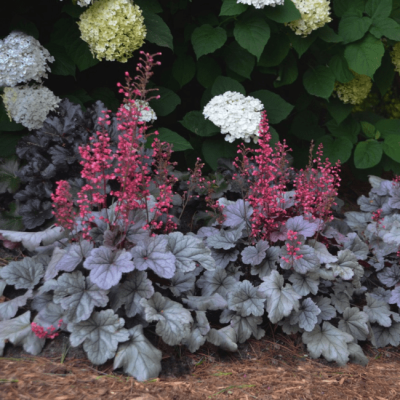 Гейхера Сильвер Гамдроб , С1,5 Гейхера Сильвер Гамдроб , С1,5 фото