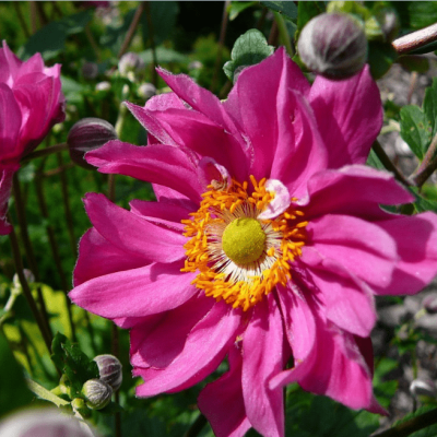 Анемона японская Маргарет Анемона японская Маргарет фото