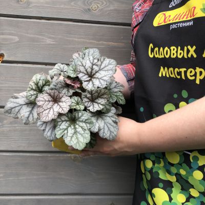 Гейхера Сильвер Гамдроб , С1,5 Гейхера Сильвер Гамдроб , С1,5 фото