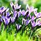 Крокус Сайбери Спринг Бьюти за рубль Крокус Сайбери Спринг Бьюти за рубль фото