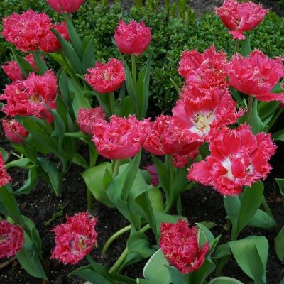 Тюльпан Кингстоун Тюльпан Кингстоун фото