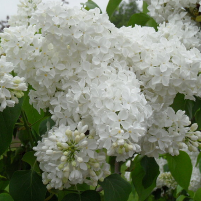 Сирень обыкновенная Мадам Флорен Степман Сирень обыкновенная Мадам Флорен Степман фото