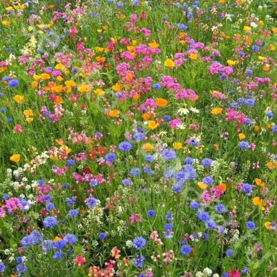 Газонная трава Цветочная поляна мавританский газон, 100 гр Газонная трава Цветочная поляна мавританский газон, 100 гр - Dolina-Sad.Ru