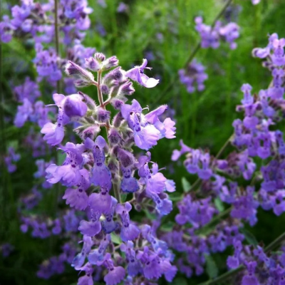 Котовник Фассена Уолкерc Лоу фото