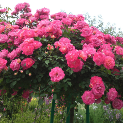 Роза штамбовая Топкапи Роза штамбовая Топкапи фото