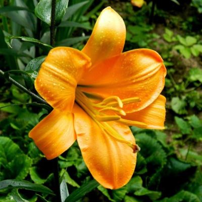 Лилия Африкан Куин 2шт. Лилия Африкан Куин 2шт. фото