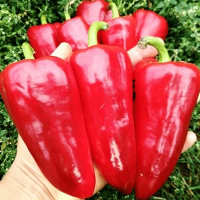 Перец сладкий Здоровяк (А) фото