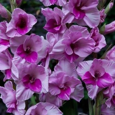 Гладиолус Сакраменто Гладиолус Сакраменто фото