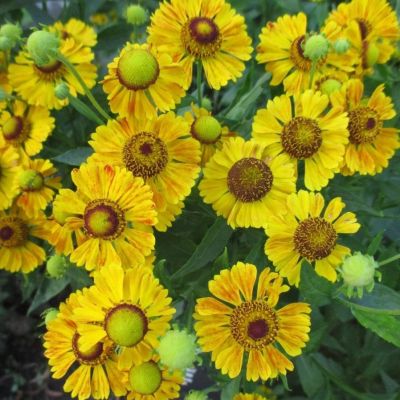 Гелениум Зимбелштерн - Dolina-Sad.Ru