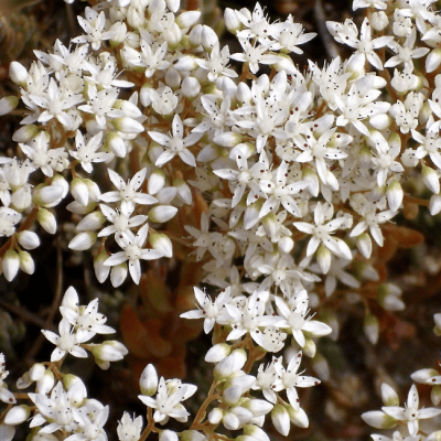 Седум белый Мурале фото