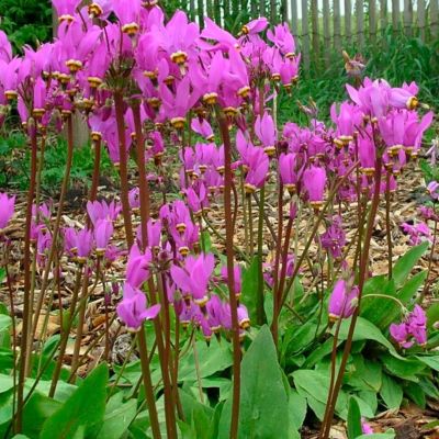 Додекатеон обыкновенный Додекатеон обыкновенный - Dolina-Sad.Ru