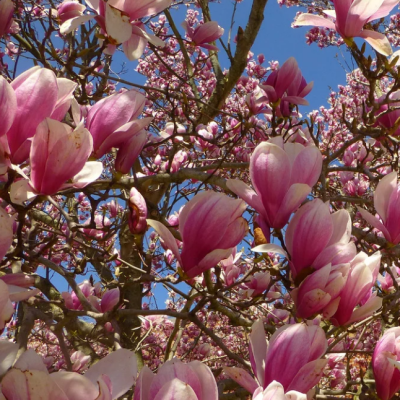 Магнолия Суланжа Магнолия Суланжа фото