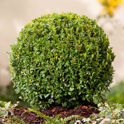 Самшит вечнозеленый Самшит вечнозеленый фото