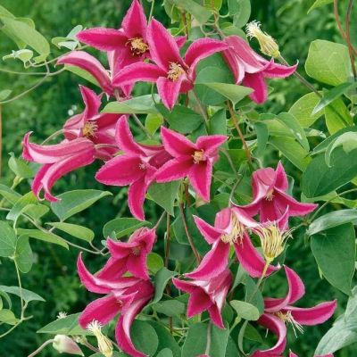 Клематис Принцесса Диана Клематис Принцесса Диана - Dolina-Sad.Ru