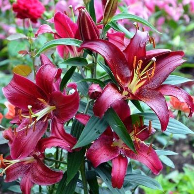 Лилия Монтесума 2 шт Лилия Монтесума 2 шт фото